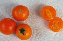 sunsugar cherry tomatoes